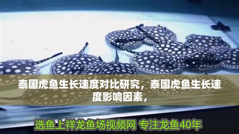 泰國虎魚生長速度對比研究，泰國虎魚生長速度影響因素，