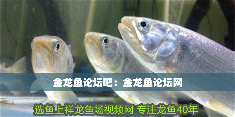金龍魚論壇吧：金龍魚論壇網