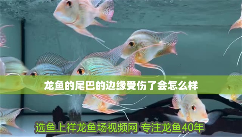 龍魚的尾巴的邊緣受傷了會怎么樣
