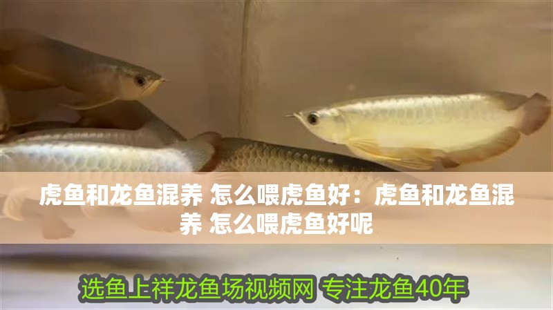 益陽(yáng)紅龍魚(yú)價(jià)格2688貴嗎？