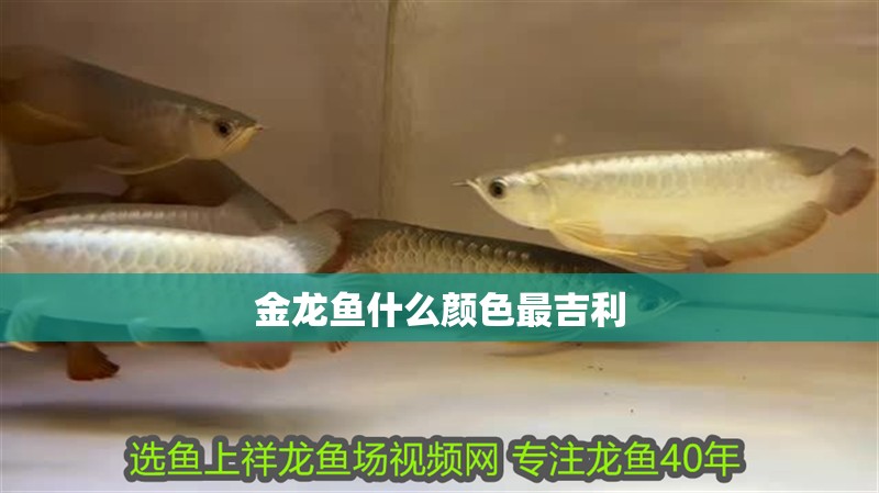金龍魚什么顏色最吉利