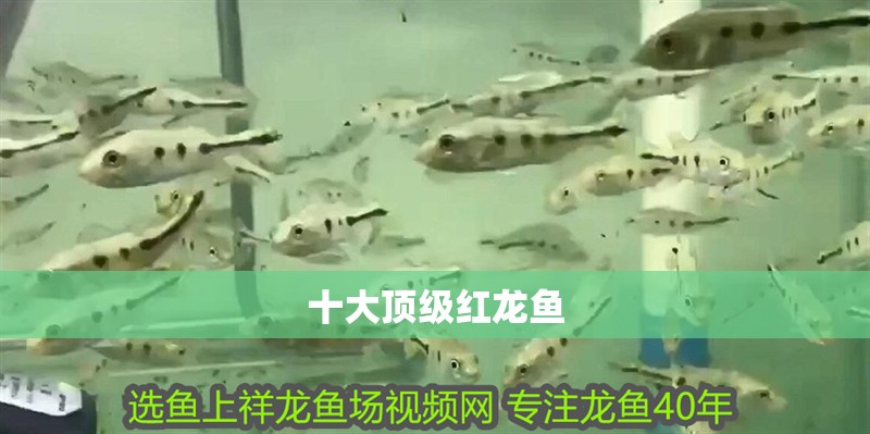 十大頂級紅龍魚