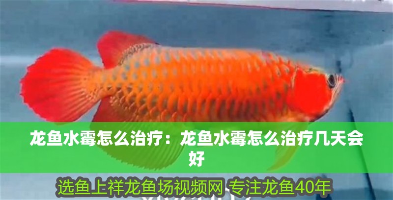 龍魚水霉怎么治療：龍魚水霉怎么治療幾天會好