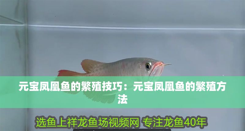 元寶鳳凰魚的繁殖技巧:元寶鳳凰魚的繁殖方法 元寶鳳凰魚百科 第2張 元寶鳳凰魚的繁殖技巧:元寶鳳凰魚的繁殖方法 元寶鳳凰魚的繁殖技巧:元寶鳳凰魚的繁殖方法 元寶鳳凰魚百科 第2張