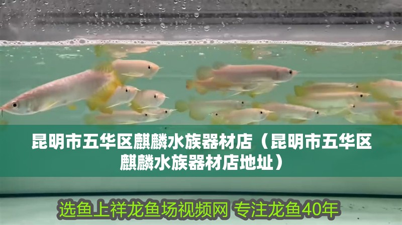 昆明市五華區(qū)麒麟水族器材店（昆明市五華區(qū)麒麟水族器材店地址） 昆明市五華區(qū)麒麟水族器材店（昆明市五華區(qū)麒麟水族器材店地址） 全國水族館企業(yè)名錄 第1張