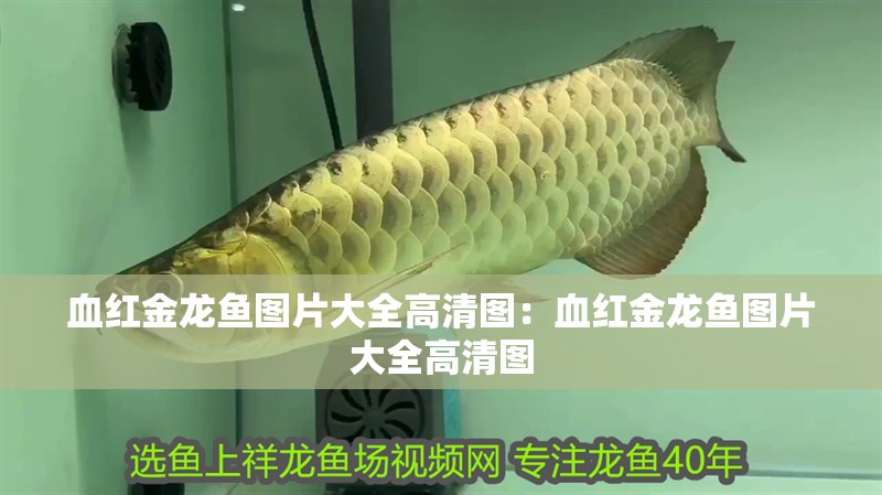 血紅金龍魚圖片大全高清圖：血紅金龍魚圖片大全高清圖 血紅金龍魚圖片大全高清圖：血紅金龍魚圖片大全高清圖 水族問答