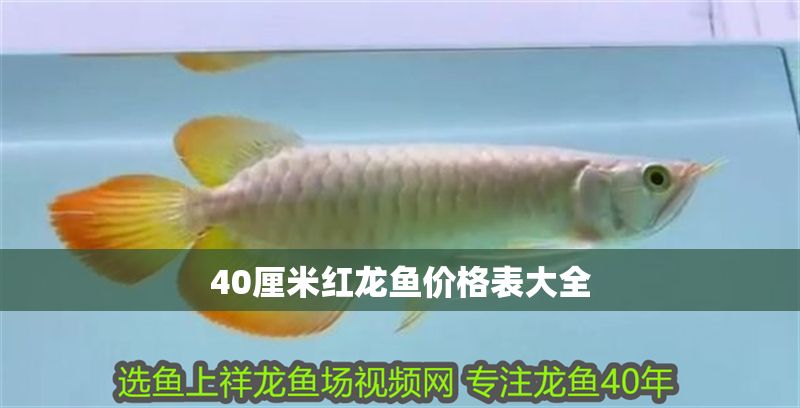40厘米紅龍魚價格表大全 龍魚百科 第1張 40厘米紅龍魚價格表大全 40厘米紅龍魚價格表大全 龍魚百科 第1張