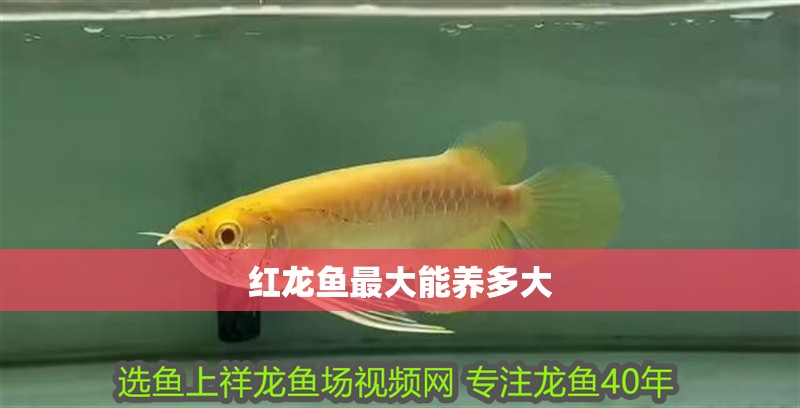 紅龍魚最大能養(yǎng)多大 紅龍魚最大能養(yǎng)多大 龍魚百科 第2張
