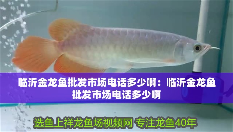 臨沂金龍魚批發市場電話多少啊：臨沂金龍魚批發市場電話多少啊