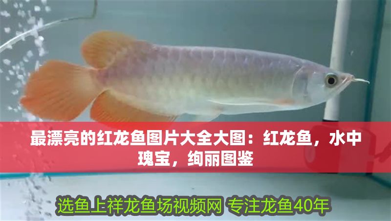 最漂亮的紅龍魚圖片大全大圖：紅龍魚，水中瑰寶，絢麗圖鑒