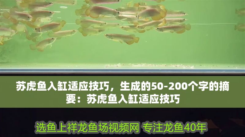 蘇虎魚入缸適應(yīng)技巧，生成的50-200個字的摘要：蘇虎魚入缸適應(yīng)技巧