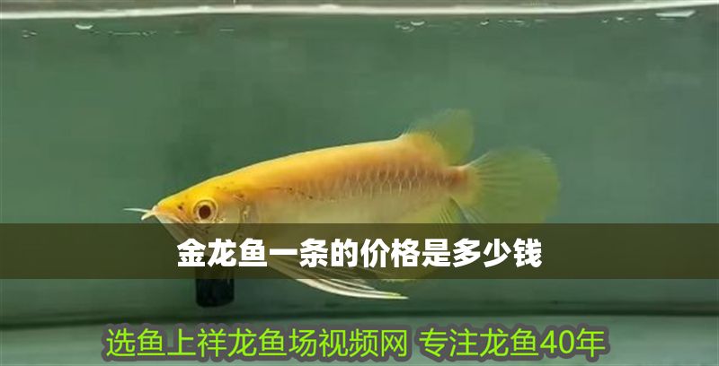 金龍魚一條的價格是多少錢 金龍魚一條的價格是多少錢 龍魚百科 第2張
