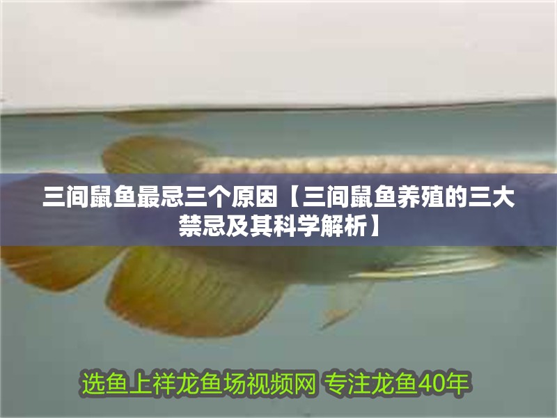三間鼠魚最忌三個原因【三間鼠魚養(yǎng)殖的三大禁忌及其科學(xué)解析】