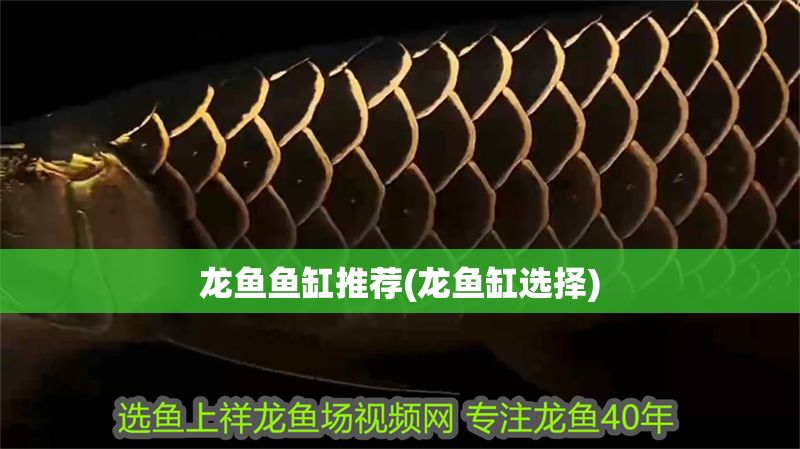 龍魚魚缸推薦(龍魚缸選擇) 元寶鳳凰魚百科 第1張 龍魚魚缸推薦(龍魚缸選擇) 龍魚魚缸推薦(龍魚缸選擇) 元寶鳳凰魚百科 第1張