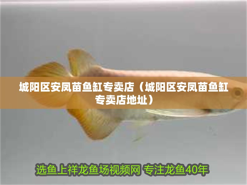 城陽區安鳳苗魚缸專賣店（城陽區安鳳苗魚缸專賣店地址）