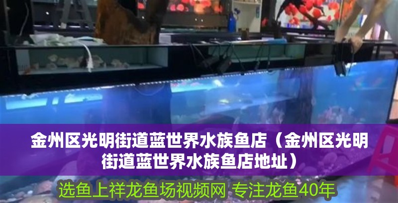 金州區光明街道藍世界水族魚店（金州區光明街道藍世界水族魚店地址）