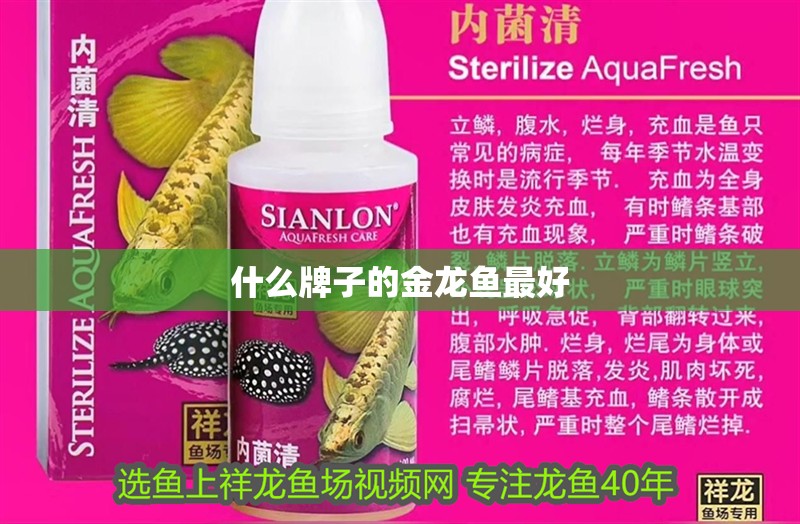 什么牌子的金龍魚最好