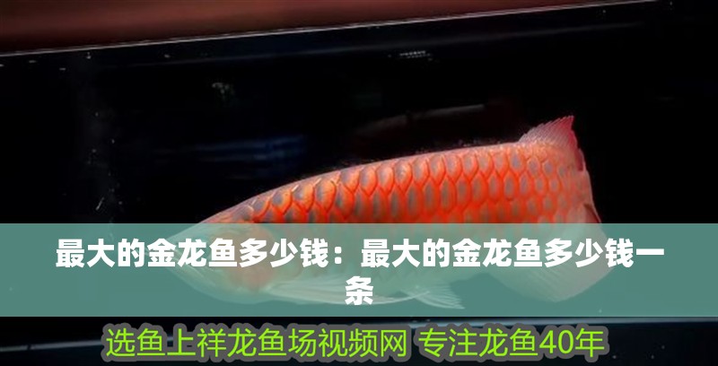 最大的金龍魚多少錢：最大的金龍魚多少錢一條