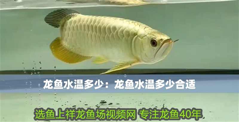 龍魚水溫多少：龍魚水溫多少合適