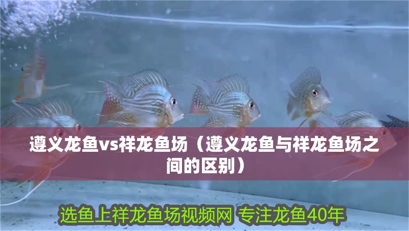 遵義龍魚vs祥龍魚場(遵義龍魚與祥龍魚場之間的區(qū)別) 全國水族館企業(yè)名錄 第3張 遵義龍魚vs祥龍魚場(遵義龍魚與祥龍魚場之間的區(qū)別) 遵義龍魚vs祥龍魚場(遵義龍魚與祥龍魚場之間的區(qū)別) 全國水族館企業(yè)名錄 第3張