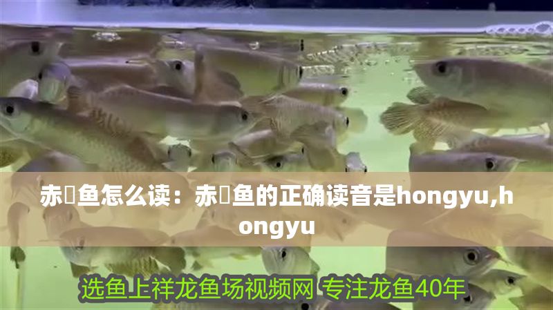 赤魟魚怎么讀：赤魟魚的正確讀音是hongyu,hongyu