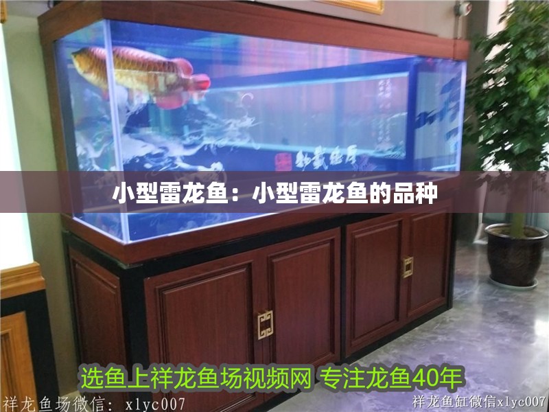 小型雷龍魚:小型雷龍魚的品種 水族問答 小型雷龍魚:小型雷龍魚的品種 小型雷龍魚:小型雷龍魚的品種 水族問答
