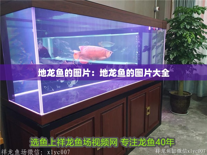 地龍魚的圖片：地龍魚的圖片大全