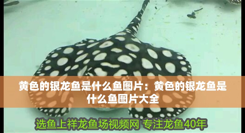 黃色的銀龍魚是什么魚圖片：黃色的銀龍魚是什么魚圖片大全