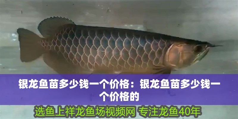銀龍魚苗多少錢一個價格：銀龍魚苗多少錢一個價格的