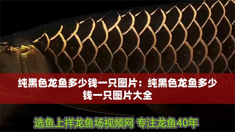 純黑色龍魚多少錢一只圖片：純黑色龍魚多少錢一只圖片大全