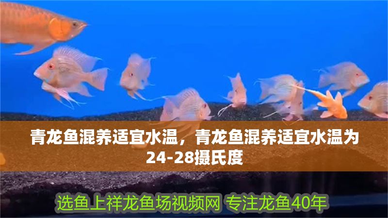 青龍魚混養(yǎng)適宜水溫，青龍魚混養(yǎng)適宜水溫為24-28攝氏度