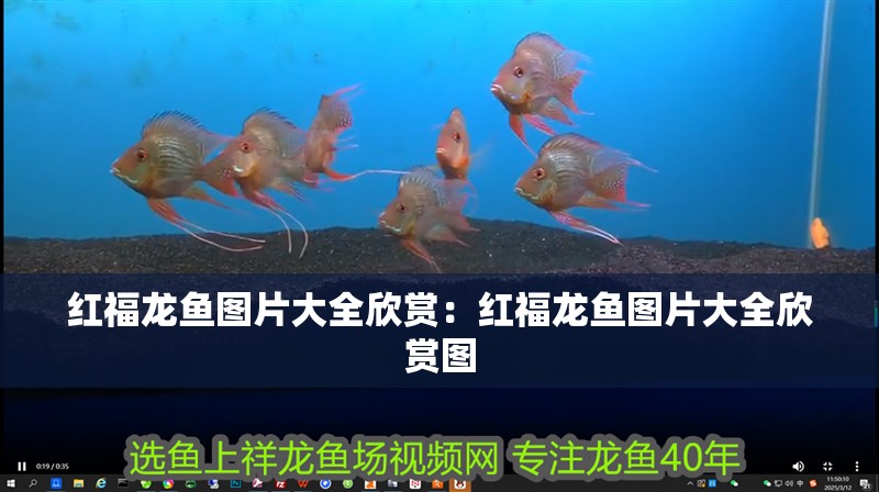 紅福龍魚圖片大全欣賞：紅福龍魚圖片大全欣賞圖