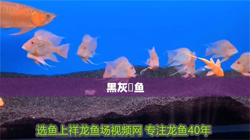 黑灰魟魚