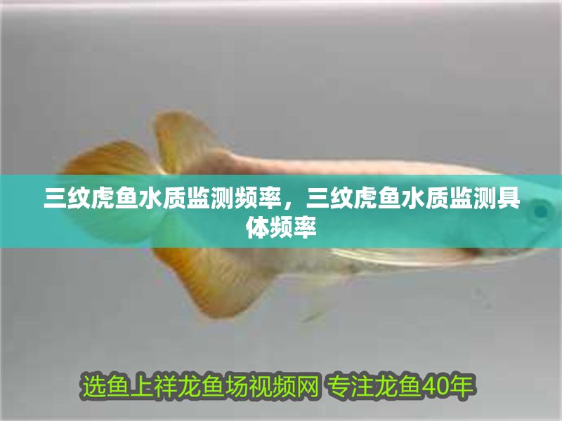 三紋虎魚水質監測頻率，三紋虎魚水質監測具體頻率