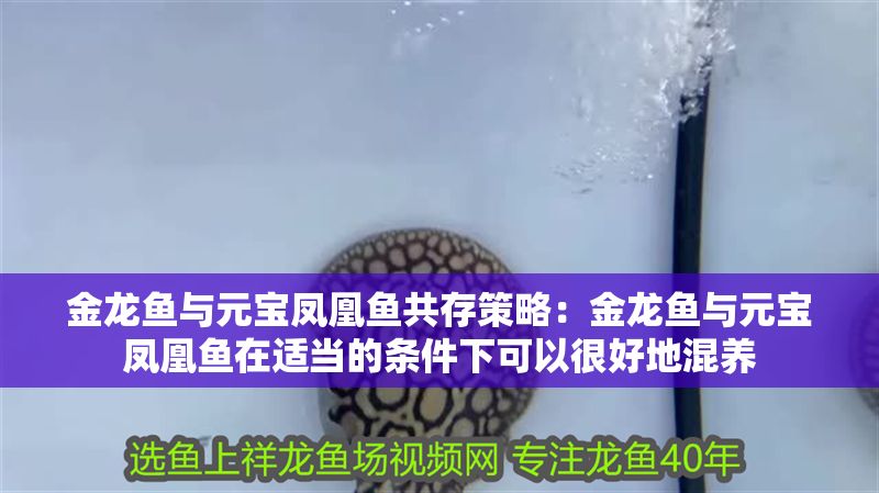 金龍魚與元寶鳳凰魚共存策略：金龍魚與元寶鳳凰魚在適當的條件下可以很好地混養