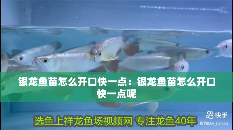 銀龍魚苗怎么開口快一點:銀龍魚苗怎么開口快一點呢 水族問答 銀龍魚苗怎么開口快一點:銀龍魚苗怎么開口快一點呢 銀龍魚苗怎么開口快一點:銀龍魚苗怎么開口快一點呢 水族問答