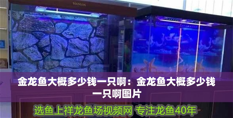 金龍魚大概多少錢一只啊：金龍魚大概多少錢一只啊圖片