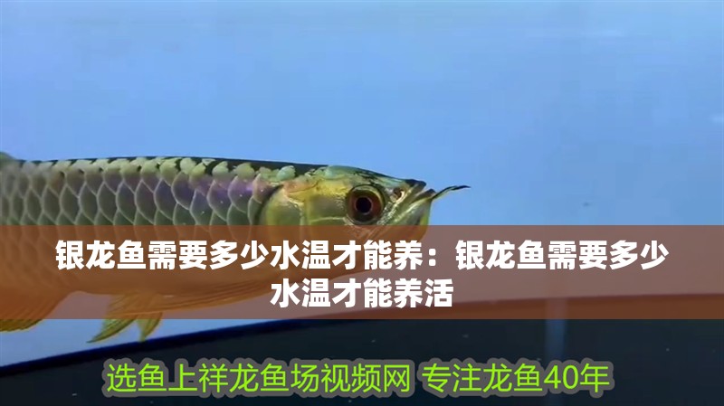 銀龍魚需要多少水溫才能養：銀龍魚需要多少水溫才能養活