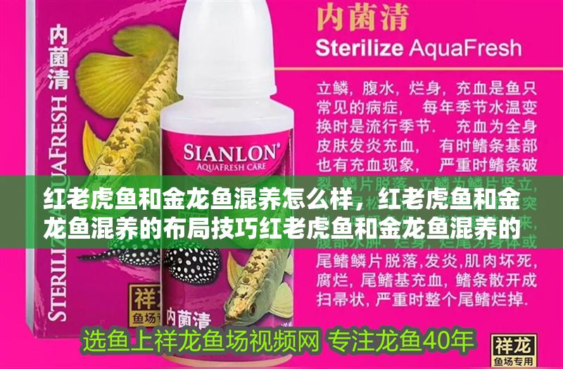 紅老虎魚和金龍魚混養(yǎng)怎么樣，紅老虎魚和金龍魚混養(yǎng)的布局技巧紅老虎魚和金龍魚混養(yǎng)的布局技巧