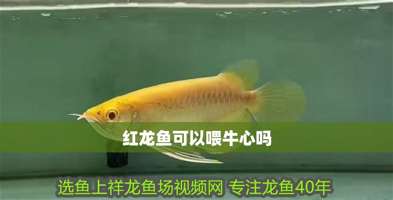 紅龍魚可以喂牛心嗎