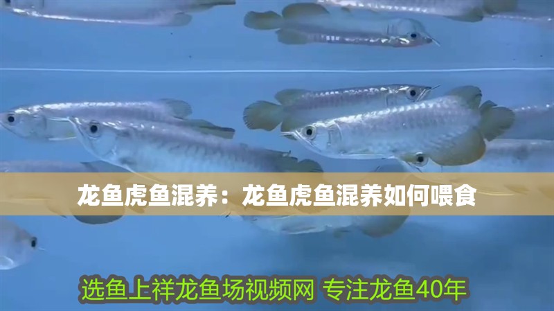龍魚虎魚混養(yǎng)：龍魚虎魚混養(yǎng)如何喂食