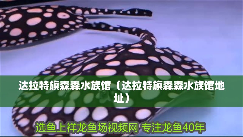 達拉特旗森森水族館（達拉特旗森森水族館地址）