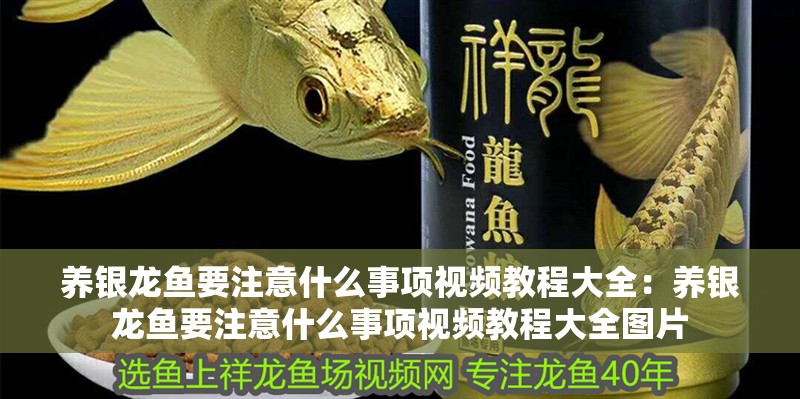 養銀龍魚要注意什么事項視頻教程大全：養銀龍魚要注意什么事項視頻教程大全圖片