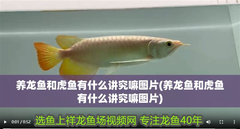 養(yǎng)龍魚和虎魚有什么講究嘛圖片(養(yǎng)龍魚和虎魚有什么講究嘛圖片)