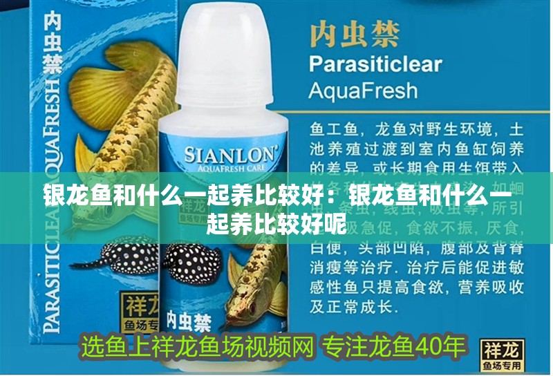 銀龍魚和什么一起養比較好:銀龍魚和什么一起養比較好呢 水族問答 銀龍魚和什么一起養比較好:銀龍魚和什么一起養比較好呢 銀龍魚和什么一起養比較好:銀龍魚和什么一起養比較好呢 水族問答