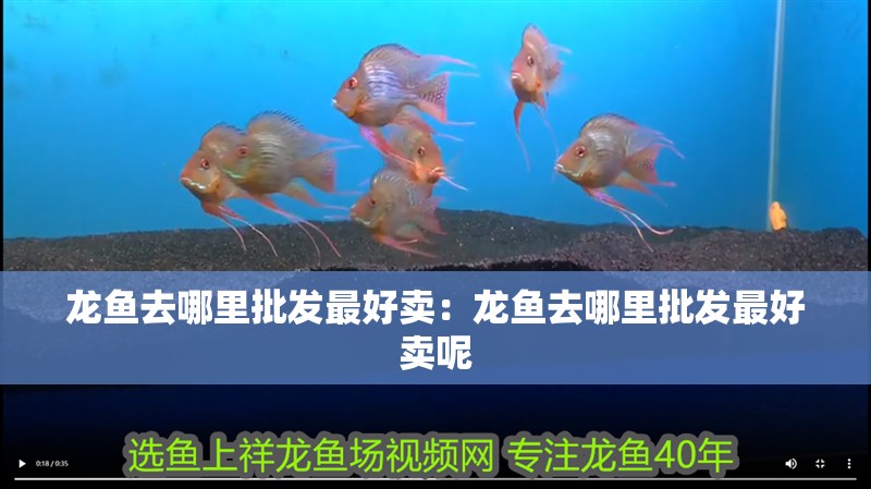 龍魚去哪里批發最好賣：龍魚去哪里批發最好賣呢