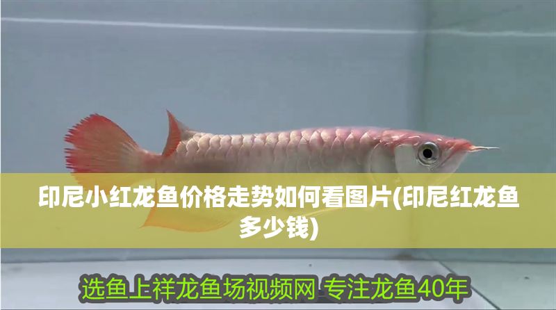 印尼小紅龍魚價格走勢如何看圖片(印尼紅龍魚多少錢)