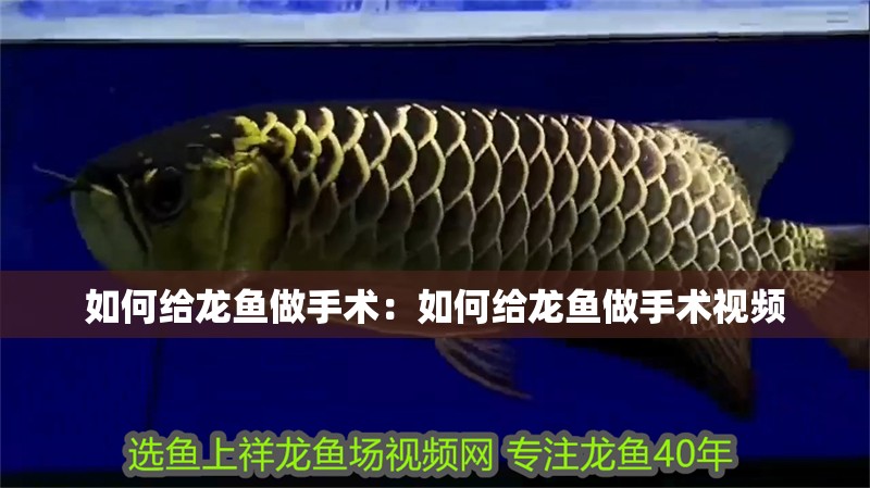 如何給龍魚做手術：如何給龍魚做手術視頻