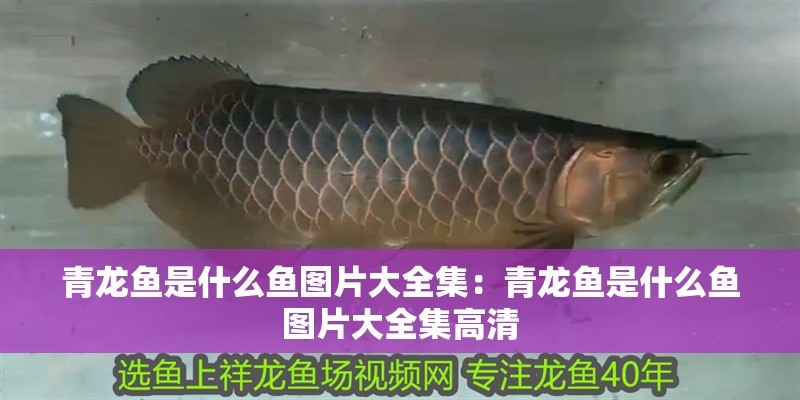 青龍魚是什么魚圖片大全集：青龍魚是什么魚圖片大全集高清