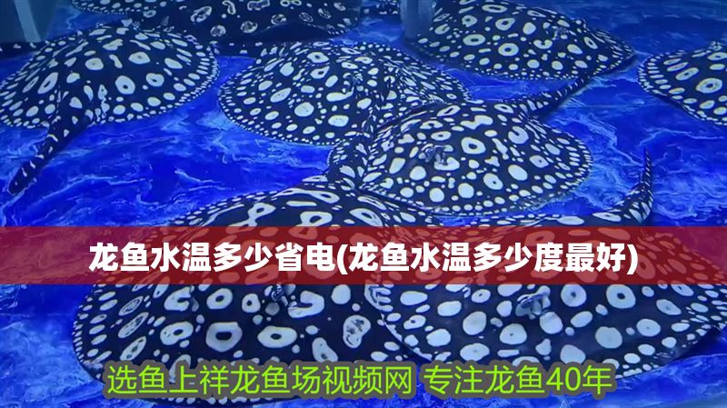 龍魚水溫多少省電(龍魚水溫多少度最好)